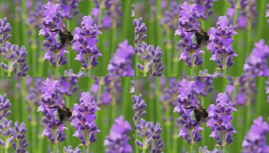 薰衣草与蜜蜂高清在线视频素材下载