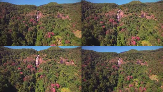 鸟瞰图上的瀑布在山顶粉红色的花樱花或樱(樱花泰国)在泰国北部。高清在线视频素材下载