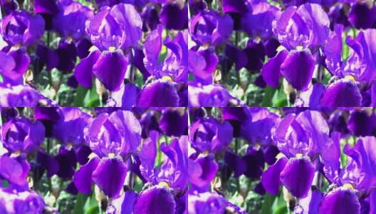 紫花鸢尾高清在线视频素材下载