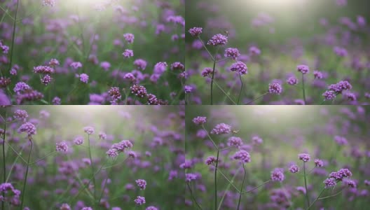 阳光下的田野，有紫色的花和飞翔的蜜蜂。高清在线视频素材下载