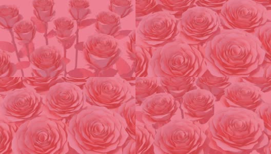 盛开的红玫瑰柔和的颜色高清在线视频素材下载