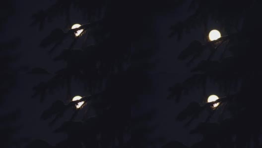 月光下的冷杉树枝上覆盖着积雪高清在线视频素材下载