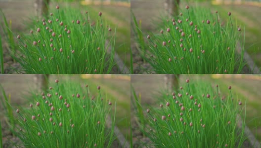 一束韭菜生长在花园，更大的植物，花卉鳞茎已经可见，背景是午后的阳光高清在线视频素材下载