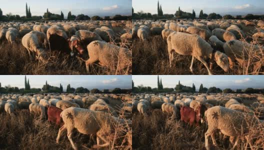 日落时分，一群美利奴绵羊和山羊在乡村草地上吃草高清在线视频素材下载