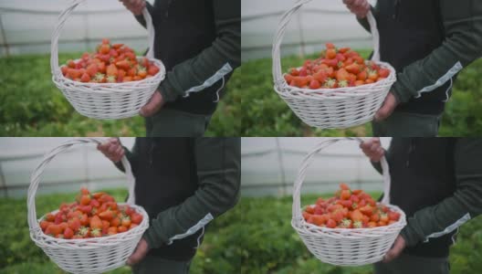 农夫小心翼翼地提着一篮新鲜草莓高清在线视频素材下载