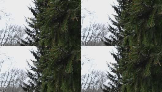 近距离观看视频镜头的绿色云杉树枝在下雪的冬天。高清在线视频素材下载