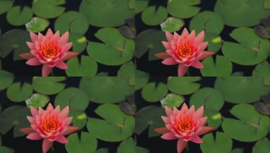 粉色的天王星在湖中高清在线视频素材下载