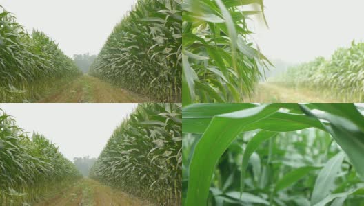 玉米的叶子高清在线视频素材下载