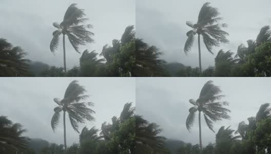 风暴吹过椰子树。高清在线视频素材下载