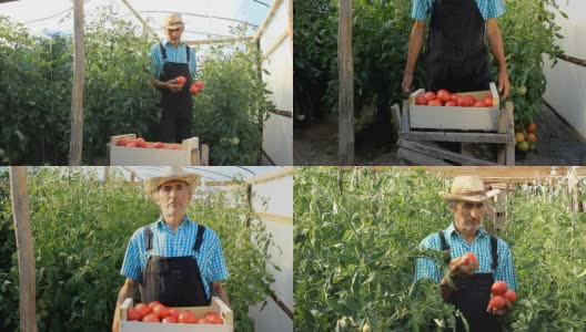 农夫摘西红柿高清在线视频素材下载
