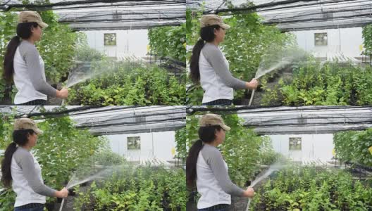 亚洲妇女园丁浇灌瓜在温室植物高清在线视频素材下载