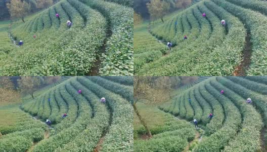 鸟瞰杭州龙井山茶园。4 k高清在线视频素材下载