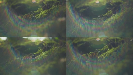 一只甲虫在森林苔藓上行走的4K电影镜头。（3）高清在线视频素材下载