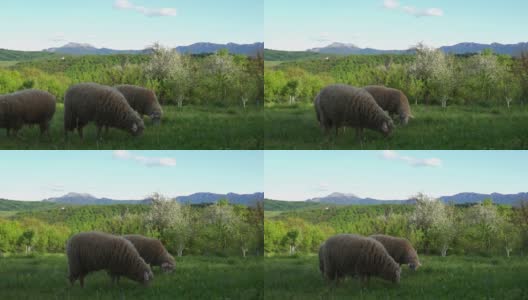 在绿色的田野里吃草的羊高清在线视频素材下载