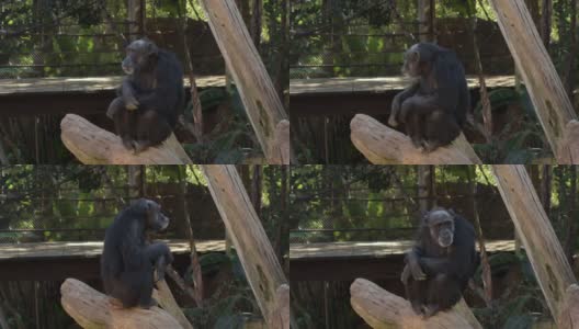 普通的黑猩猩在树上做手势-穴居动物高清在线视频素材下载