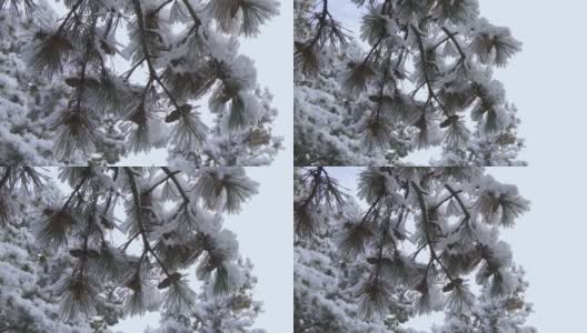 结有球果的针叶松树的树枝，覆盖着雪。美丽的冬天的风景。高清在线视频素材下载