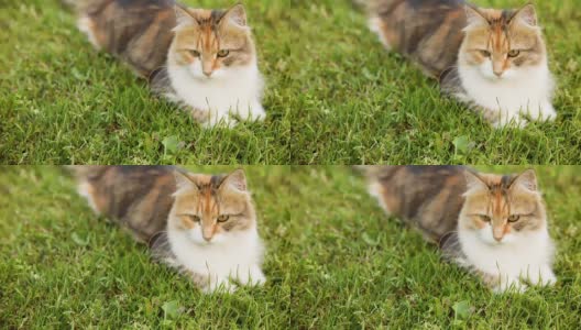 傲慢的短毛家庭滑稽虎斑猫溜过新鲜的绿色草地背景。夏天，小猫在花园后院散步。宠物保健和动物理念高清在线视频素材下载