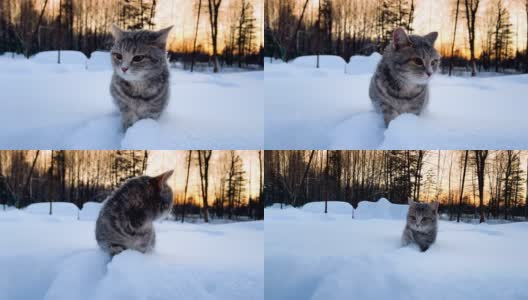 雪地里的猫。灰色条纹猫在冬天的雪堆中行走。日落的背景高清在线视频素材下载