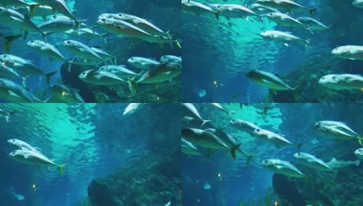 水族馆内有鱼类和珊瑚，色彩斑斓的热带鱼类高清在线视频素材下载