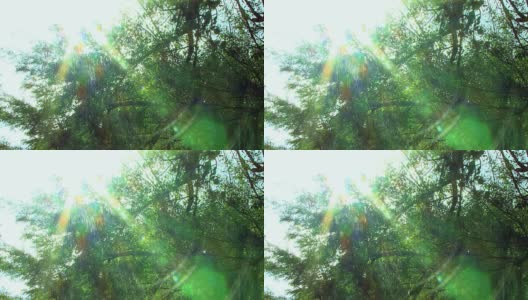 雨中树的阳光高清在线视频素材下载
