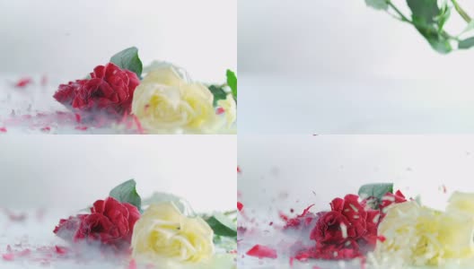 三朵冻玫瑰在白色的表面上碎裂高清在线视频素材下载
