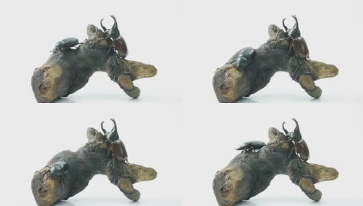 犀牛甲虫bug。高清在线视频素材下载