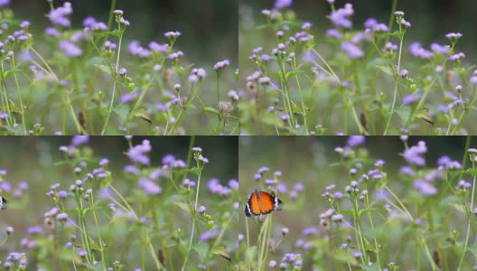 蝴蝶和植物。高清在线视频素材下载
