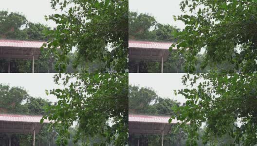 慢镜头:绿叶上的雨高清在线视频素材下载