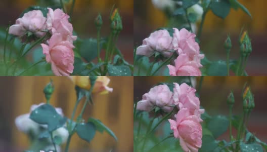 带着雨滴的粉红玫瑰高清在线视频素材下载