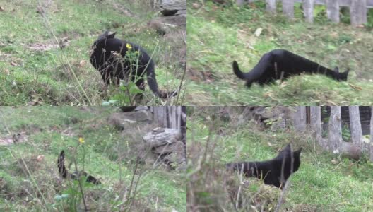 一只黑猫正在寻找猎物，被吓得跑开了高清在线视频素材下载
