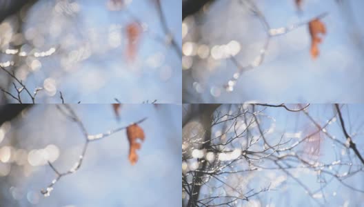 在阳光明媚的冬日，树枝上的冰高清在线视频素材下载