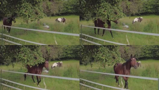 马沿着篱笆走。4 k的视频高清在线视频素材下载