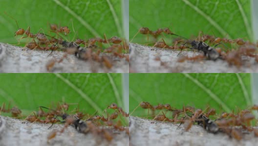 红蚂蚁高清在线视频素材下载