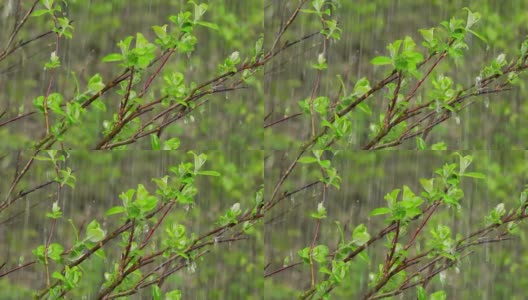 春天大雨落在幼树上特写(4K/UHD)高清在线视频素材下载