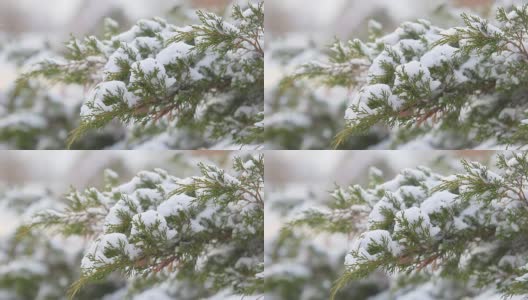 高清白雪覆盖的树木高清在线视频素材下载