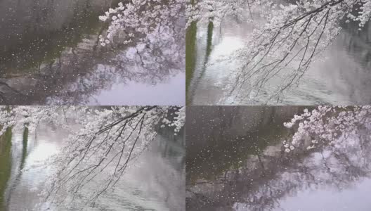 在日本东京早稻田，樱花枝在风中飘扬高清在线视频素材下载