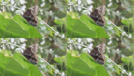 美丽的蝴蝶飞走了——蝴蝶御花园——维也纳高清在线视频素材下载