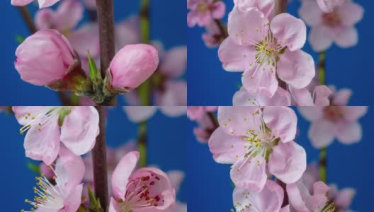 桃花盛开在蓝色背景的水平格式延时4k视频。桃树在春天开花的视频。高清在线视频素材下载