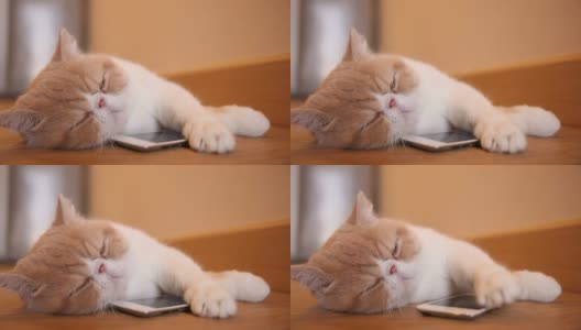 Cute cat sleep with smart phone高清在线视频素材下载