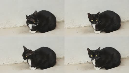 黑猫坐在屋子里高清在线视频素材下载