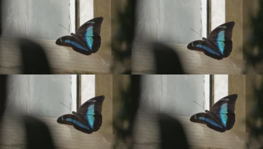 蓝色丝绸大闪蝶在一个奶油色的窗口高清在线视频素材下载