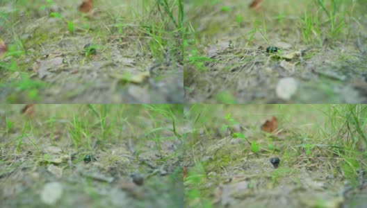 一只甲虫在草地上行走的4K电影镜头。（5）高清在线视频素材下载