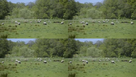 牧羊在草地上的田园风光高清在线视频素材下载