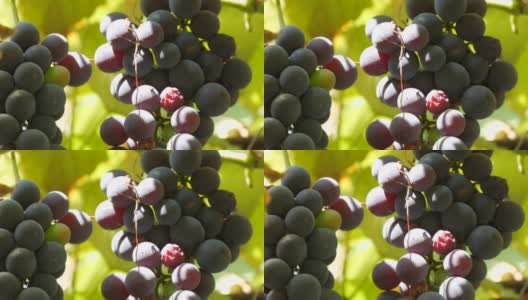在阳光下，一大串成熟的黑葡萄挂在葡萄藤上。关闭视图高清在线视频素材下载