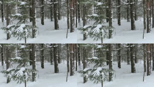 松林里的雪。高清在线视频素材下载