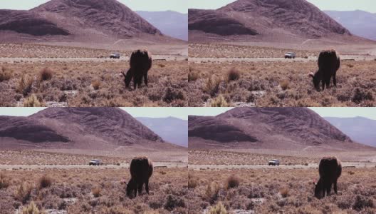 在南美洲的阿根廷，Altiplano的一条山路上，一辆四轮驱动的汽车驶过一只美洲驼(Lama glama)。高清在线视频素材下载