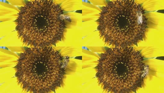 一只蜜蜂的特写高清在线视频素材下载