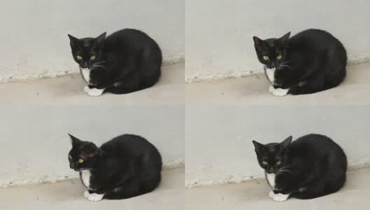黑猫坐在屋子里高清在线视频素材下载