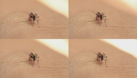 蚊子高清在线视频素材下载