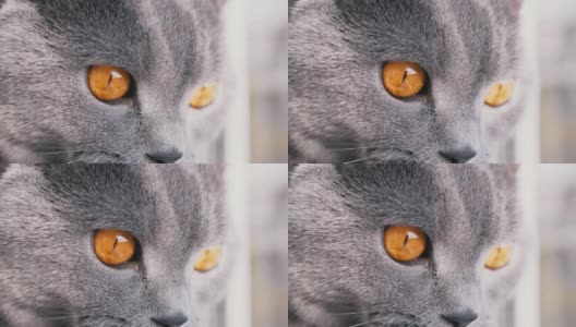 一只灰色毛茸茸的英国猫的凝视与大大的大大的绿色眼睛。4K。特写镜头高清在线视频素材下载